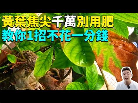 尖葉植物 風水|【尖葉植物風水】探索尖葉植物風水：風水功用、禁忌與催旺化煞。